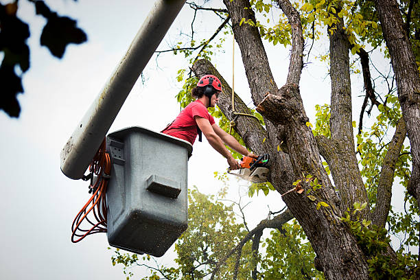 Best Local Tree Services  in Oakley, KS